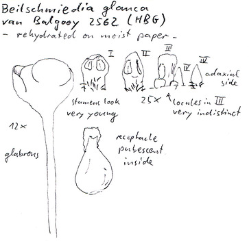 Vorschaubild Beilschmiedia glauca S.K. Lee & L.F. Lau